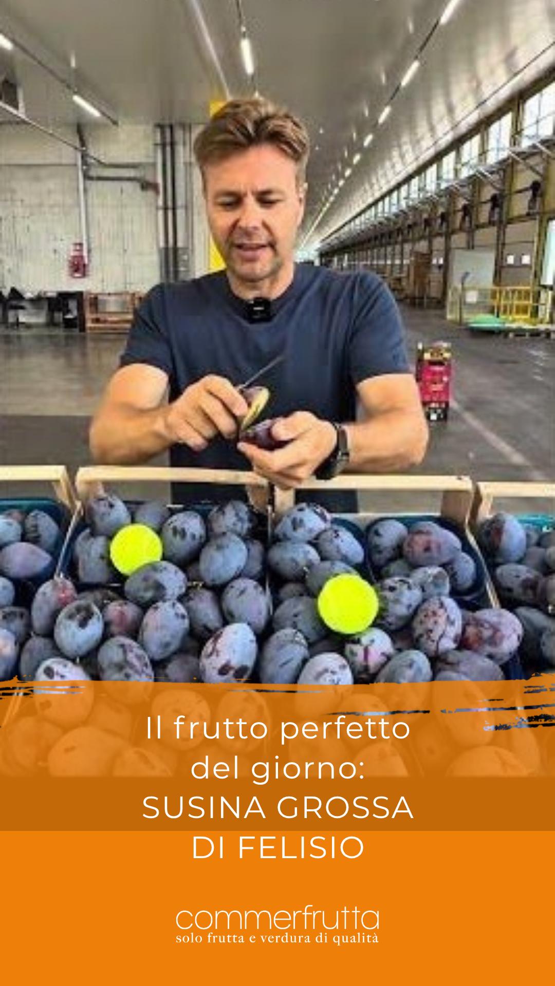 La Susina Grossa di Felisio